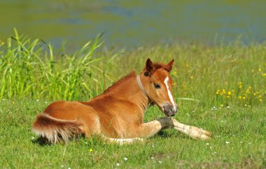 Baby of Horse clipart