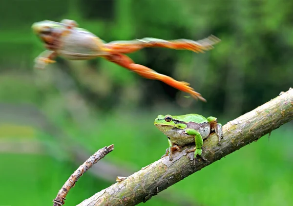 Stromový žába — Stock fotografie