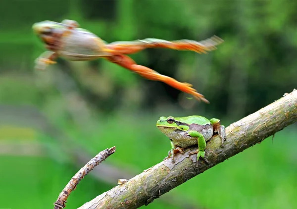 Rã-arbórea — Fotografia de Stock