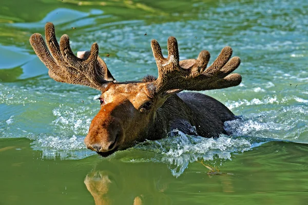 Канадський лося — стокове фото