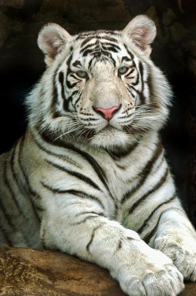 Porträt des Tigers — Stockfoto