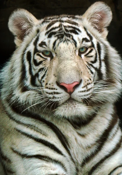Портрет тигр — стокове фото