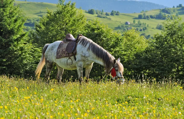 Άλογο σε πράσινο γρασίδι — Φωτογραφία Αρχείου