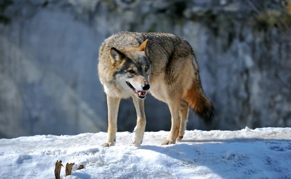 Szary wilk — Zdjęcie stockowe