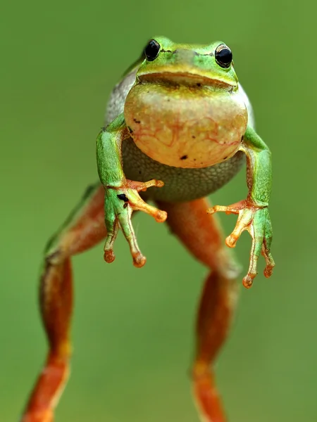 Arboreal frog — Stock Photo, Image