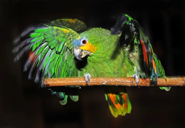 Ptaki, papugi, ptaki egzotyczne — Zdjęcie stockowe