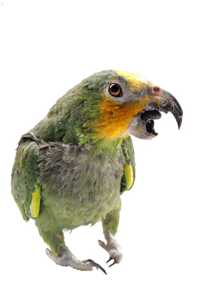 Egzotikus madarak, madár, papagáj — Stock Fotó