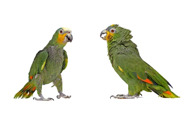 Aves, Papagaio, aves exóticas — Fotografia de Stock