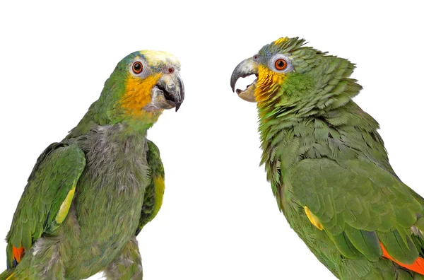 Aves, Papagaio, aves exóticas — Fotografia de Stock
