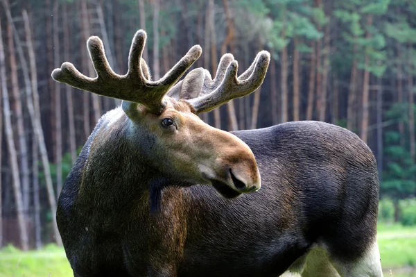 Kanadalı elk — Stok fotoğraf