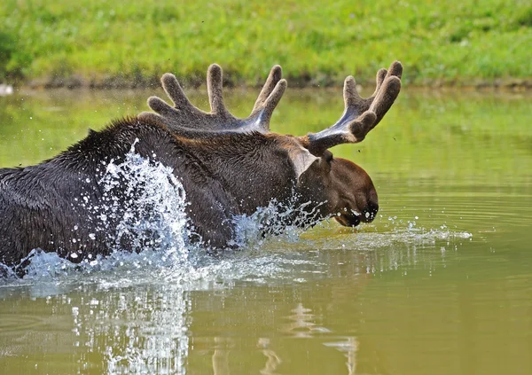Kanadensisk elk — Stockfoto