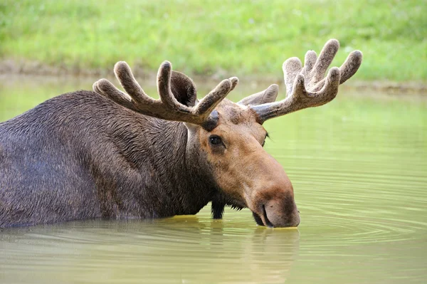 Kanadalı elk — Stok fotoğraf