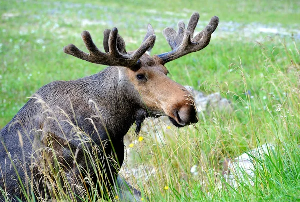 Canadian Elk — Stock Photo, Image