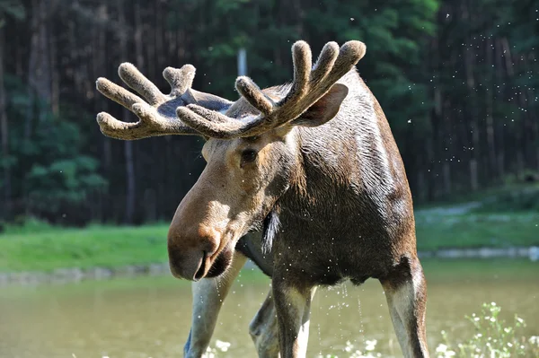 Kanadský elk — Stock fotografie