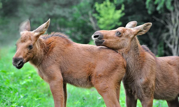 Elk Kanada — Stok Foto