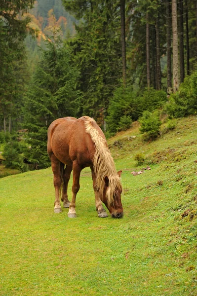 Ló zöld füvön — Stock Fotó