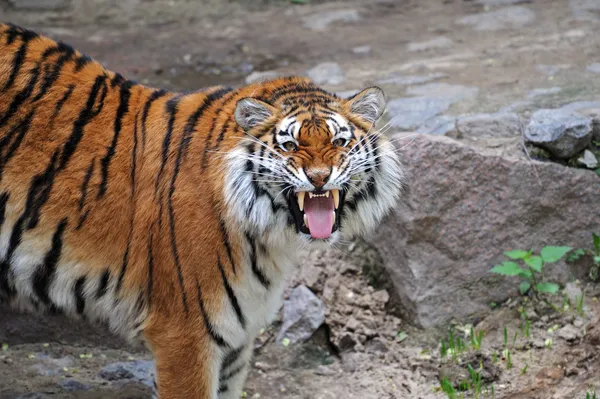 Portret van tijger — Stockfoto