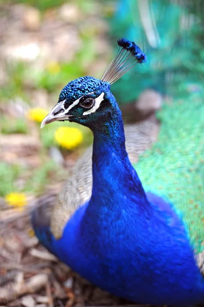 A bird is Pheasant — Stock Photo, Image