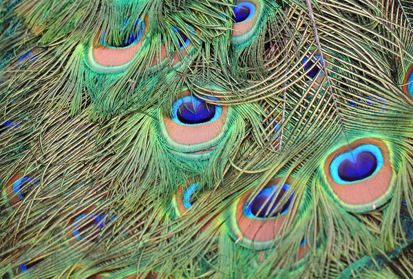 새는 꿩 — 스톡 사진