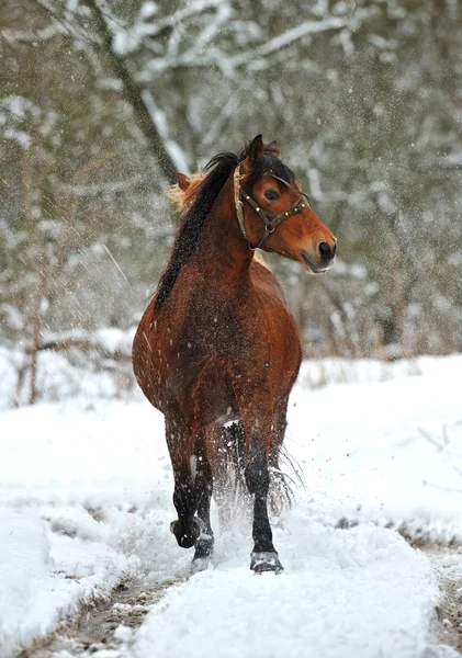 Cavalo no inverno — Fotografia de Stock