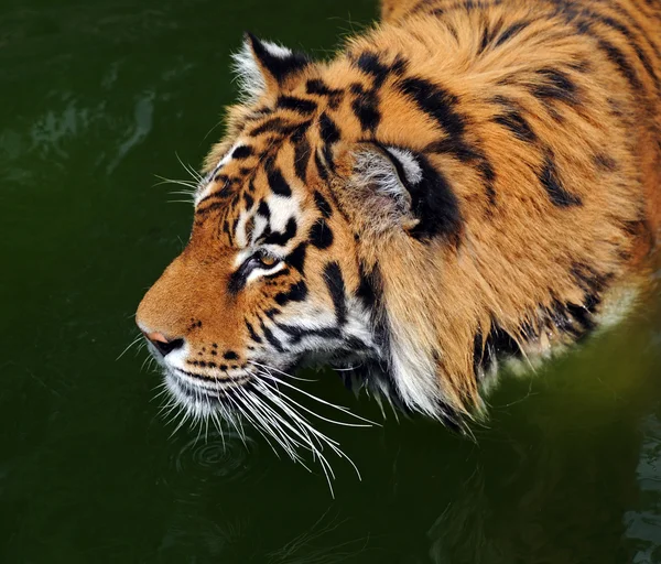 Tigre está en el agua —  Fotos de Stock