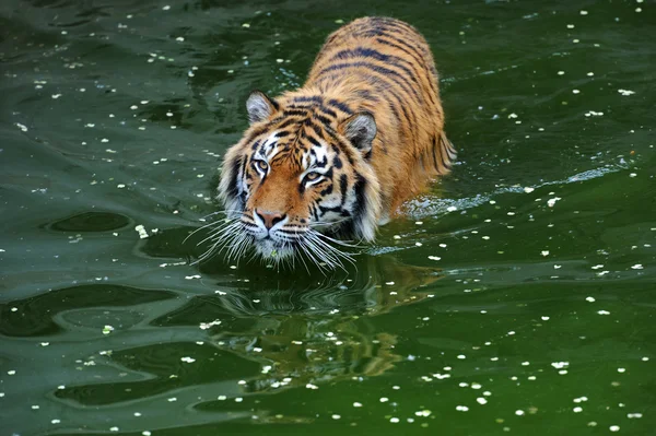 Tygr je ve vodě — Stock fotografie