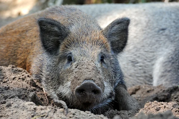 Vahşi yaban domuzu — Stok fotoğraf