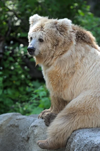 Portret niedźwiedzia — Zdjęcie stockowe