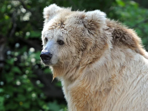 クマの肖像画 — ストック写真