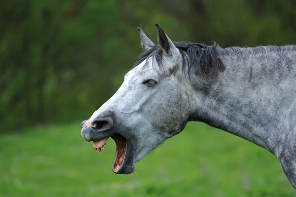 Paard op een groen gras — Stockfoto