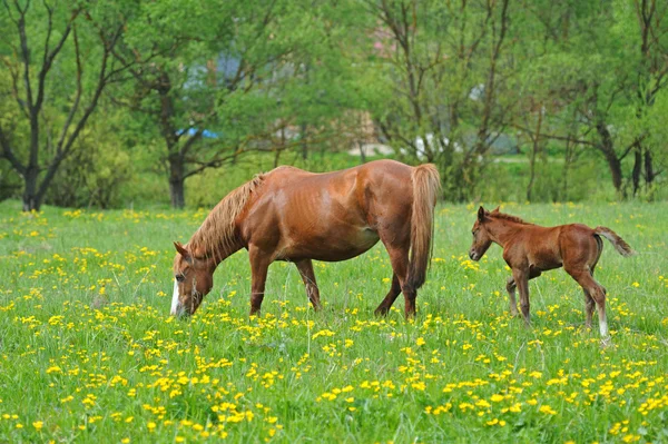 Cavalo em uma grama verde — Fotografia de Stock