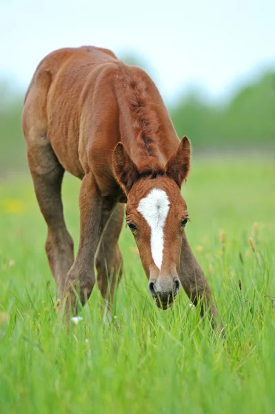 Μωρό του αλόγου — Φωτογραφία Αρχείου