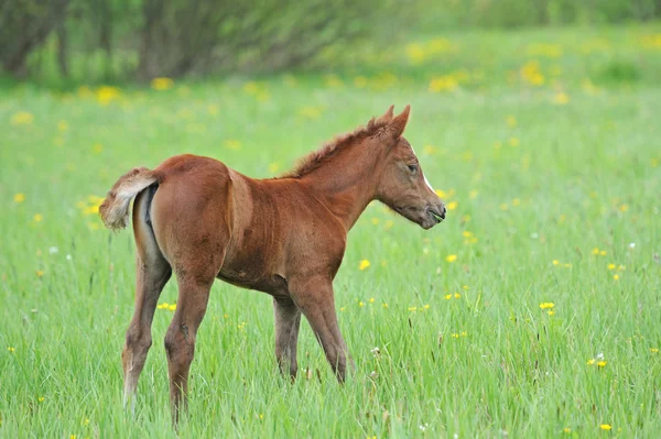 婴儿的马 — 图库照片