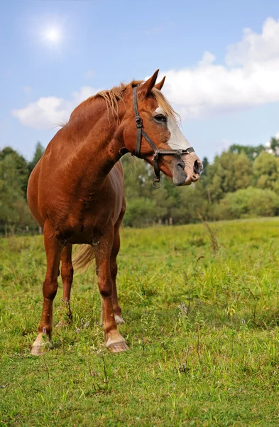 Лошадь на зеленой траве — стоковое фото