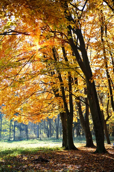 Осенний муниципальный парк — стоковое фото