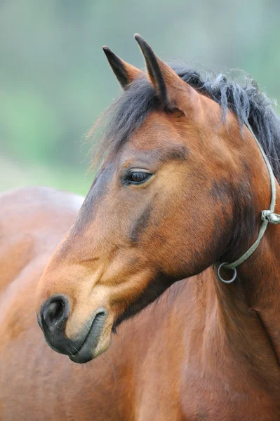 Häst på betesmark — Stockfoto