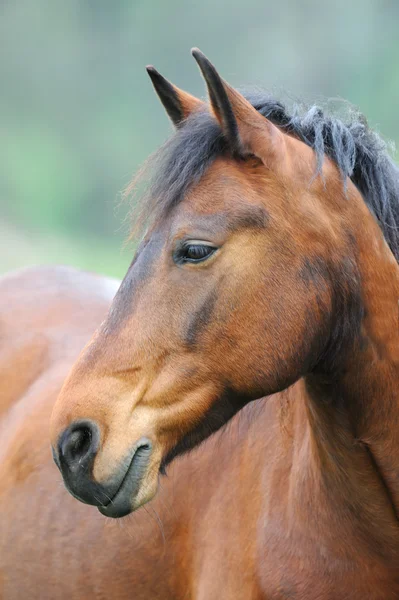 Koń na pastwisku — Zdjęcie stockowe
