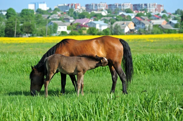 stock image Baby of Horse