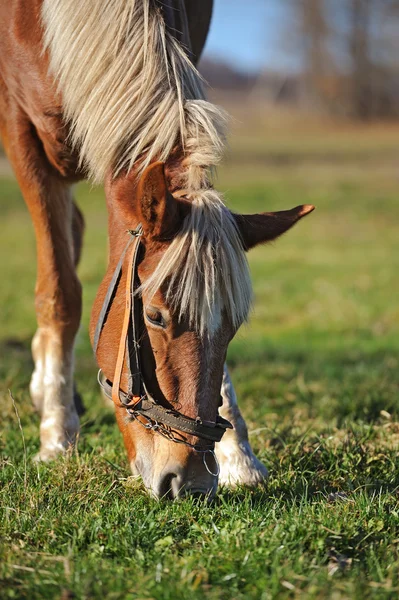 Pferd auf einer Weide — Stockfoto