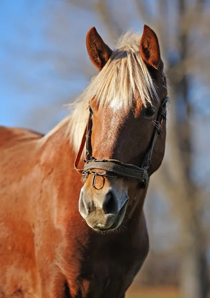 Cavallo su un pascolo — Foto Stock