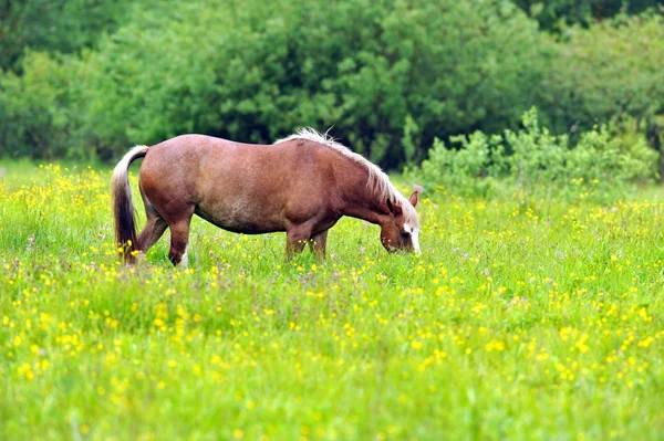 Pferd auf einer Weide — Stockfoto