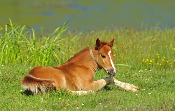 Bebé de caballo — Foto de Stock