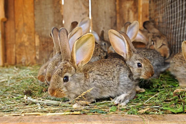En kanin är i en bur — Stockfoto