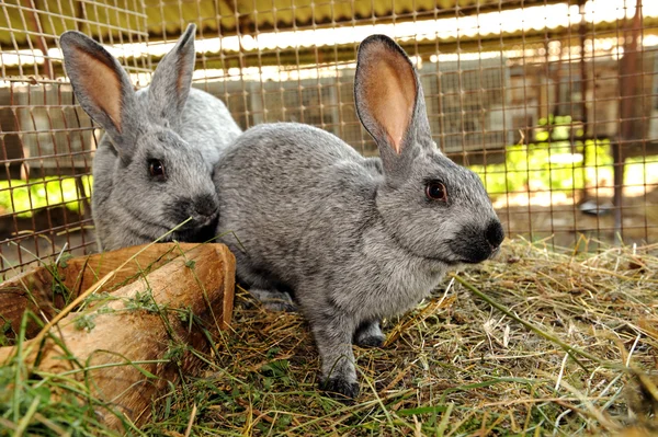 Un coniglio è in una gabbia — Foto Stock