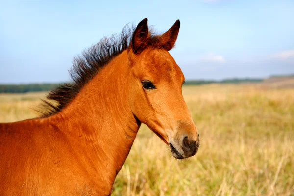 Baby of Horse — Stock Photo, Image