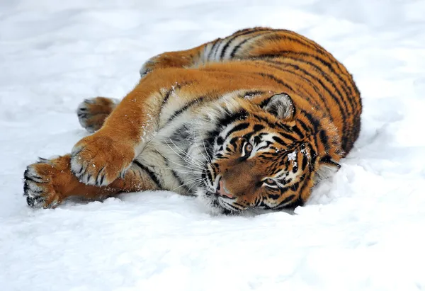 Amurin tiikeri — kuvapankkivalokuva