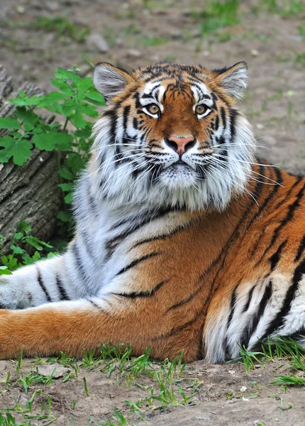 Amur tygr — Stock fotografie