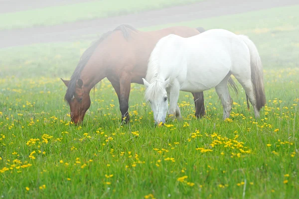 Cavalo em um pasto — Fotografia de Stock