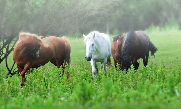 草原上的马 — 图库照片