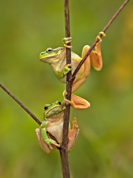 Stromový žába — Stock fotografie